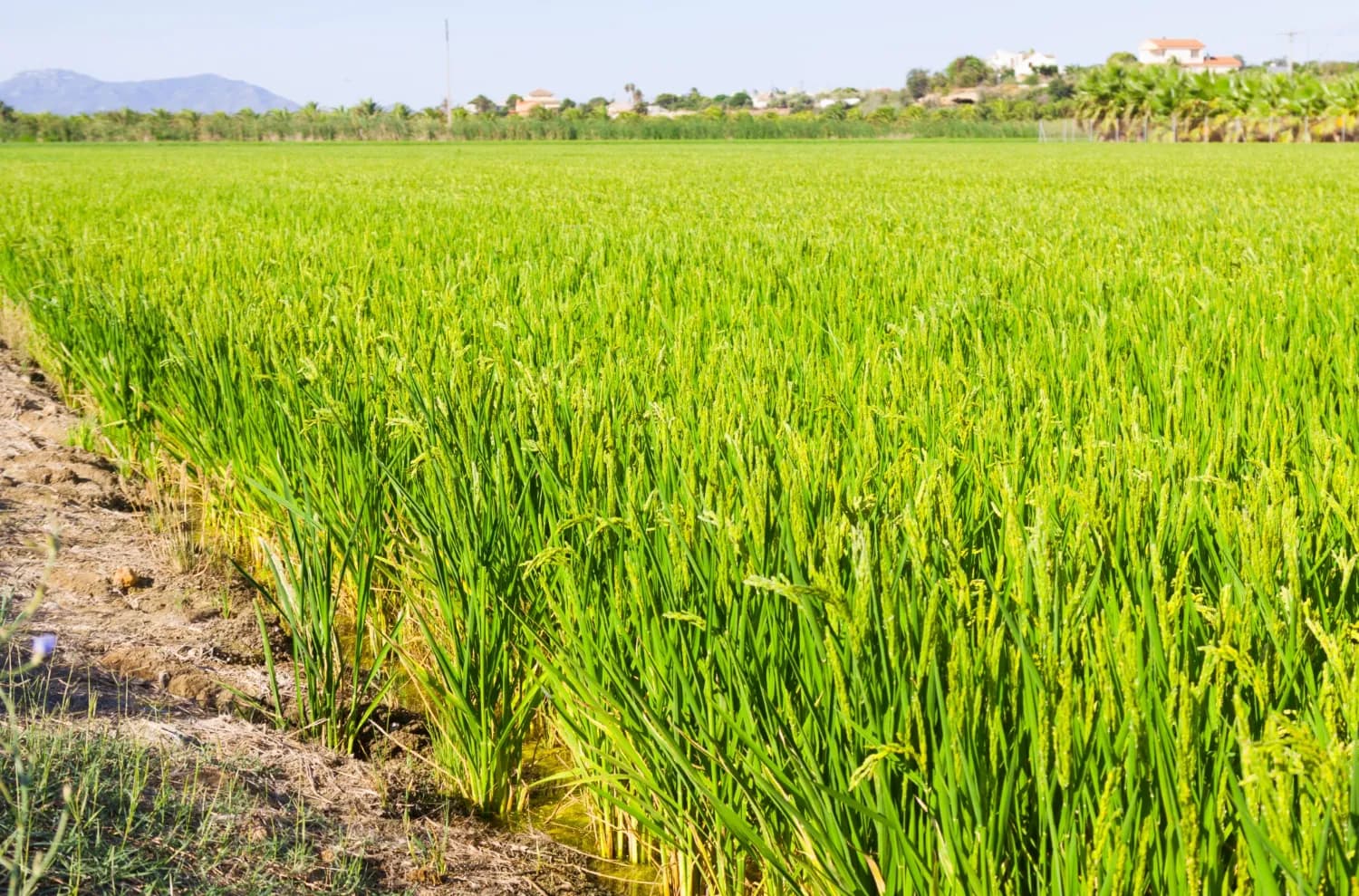 Mapping the Future of Food: Mwea Irrigation Scheme's Digital Farmer and Farms Registry